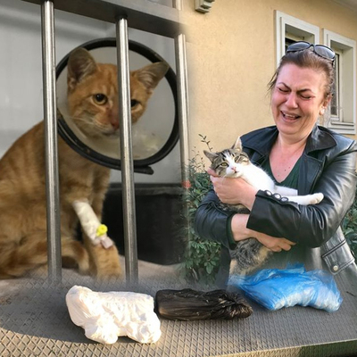 10 günde 12 kedi öldü!