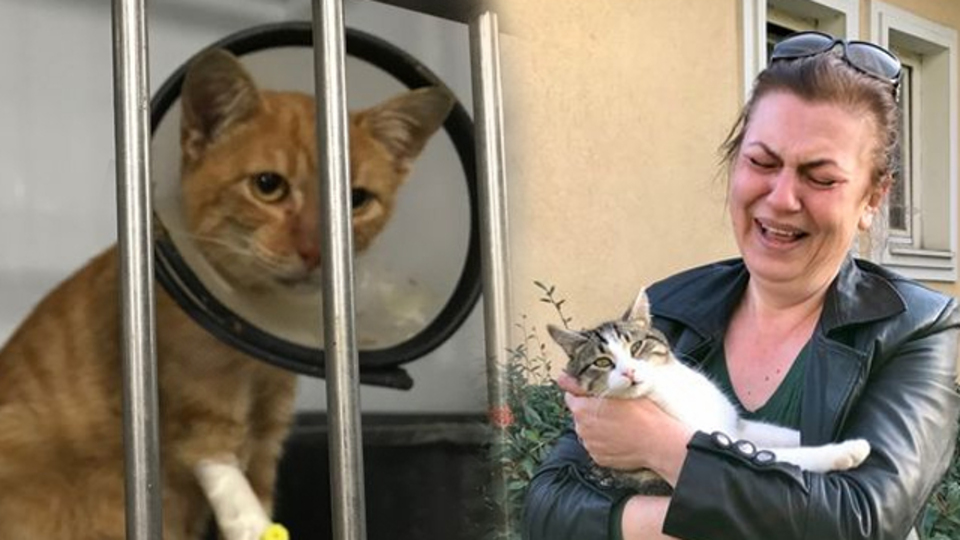 10 günde 12 kedi öldü!