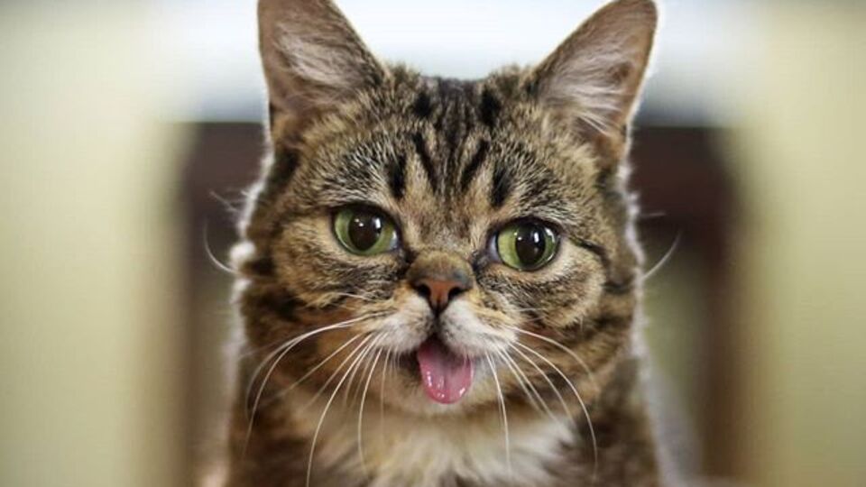 İnternet fenomeni kediden kötü haber!