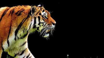 Tasma ile takip edildi, şoke etti