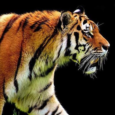 Tasma ile takip edildi, şoke etti