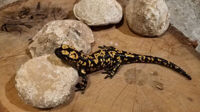 O ilçenin simgesi oldu