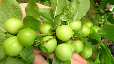 Eriğin faydaları nelerdir?