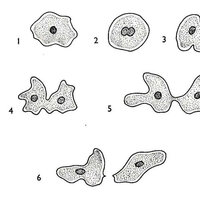 Eşeysiz üreme nedir? Eşeysiz üreme çeşitleri nelerdir?