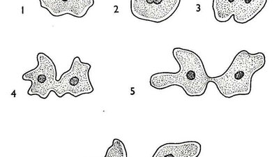 Eşeysiz üreme nedir? Eşeysiz üreme çeşitleri nelerdir?