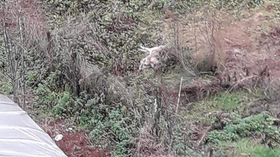 Dehşete düşüren olay! Ölü bulundular
