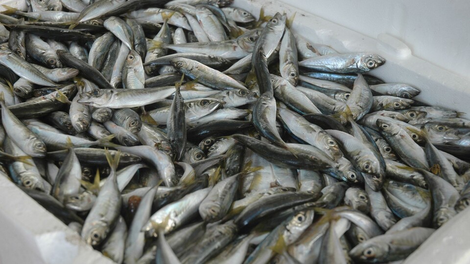 Sudan 918 milyon dolar geldi