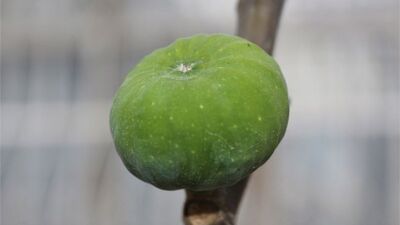 İncirin faydaları nelerdir? İncirde bulunan vitaminler nelerdir?