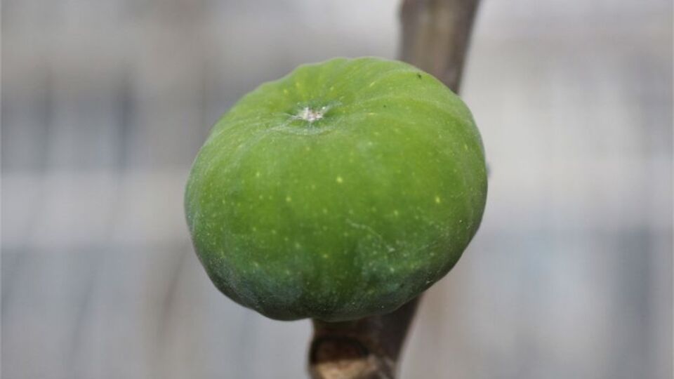 İncirin faydaları nelerdir? İncirde bulunan vitaminler nelerdir?