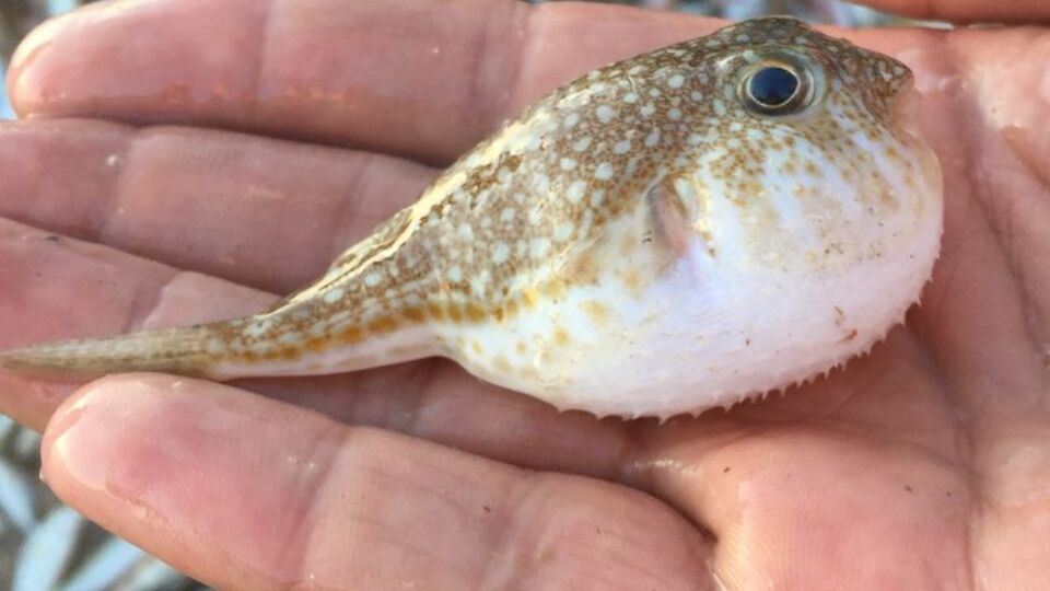 Balıkçılara müjde... Kızıldeniz'e gidiyorlar!