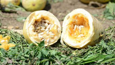 Kabak çekirdeğinin faydaları nelerdir?