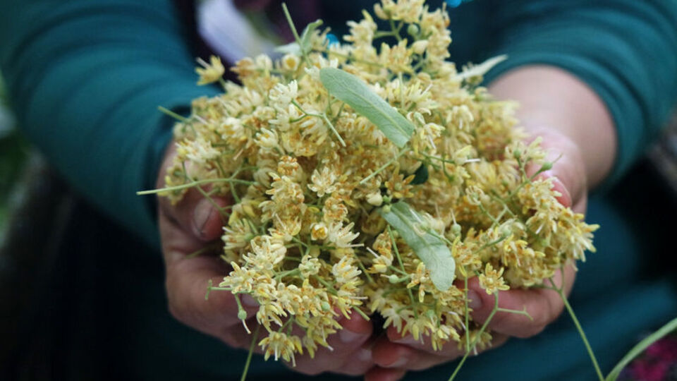 Ihlamur çayının faydaları nelerdir? Ihlamur çayı nasıl hazırlanır?