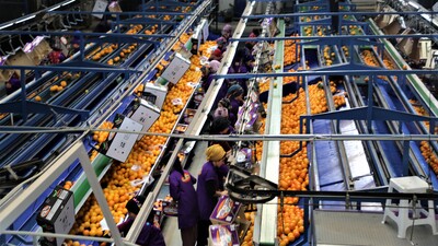 Narenciye ihracatından 560 milyon dolar gelir