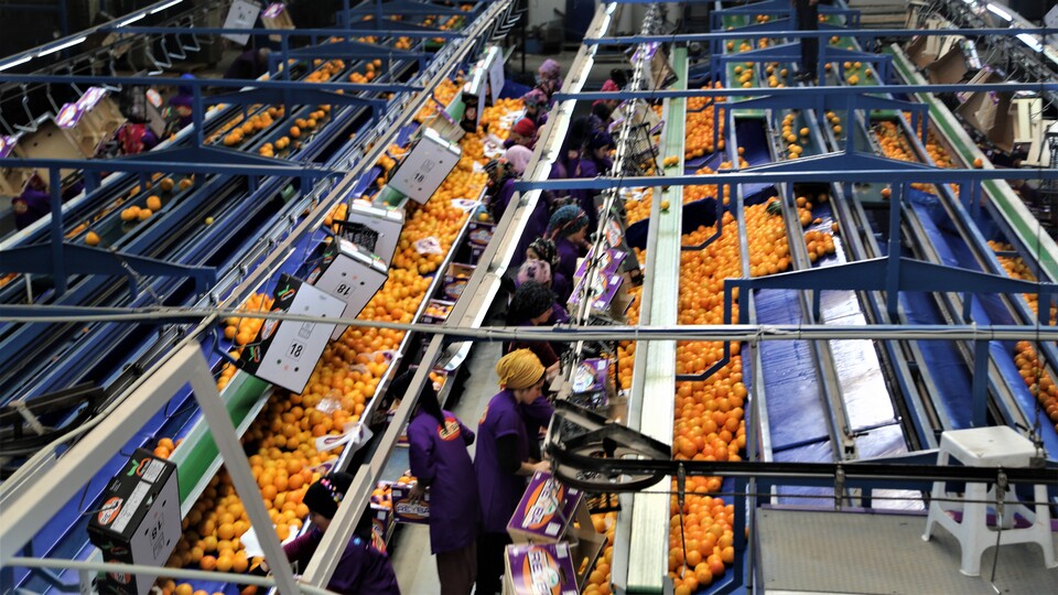 Narenciye ihracatından 560 milyon dolar gelir