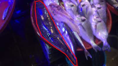 Balıkçı tezgahında şok görüntü!