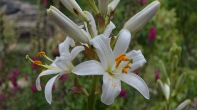Eylem planı tamamlandı