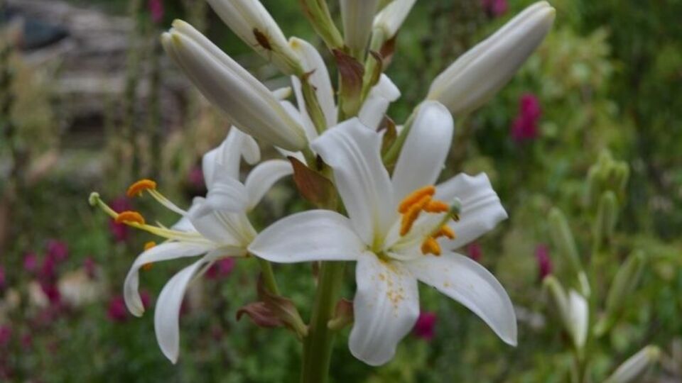 Eylem planı tamamlandı