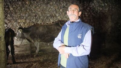 Başıboş gezen ineğe trafik cezası şaşırttı!