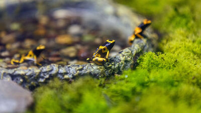 Dünyanın en zehirli hayvanı Antalya'da