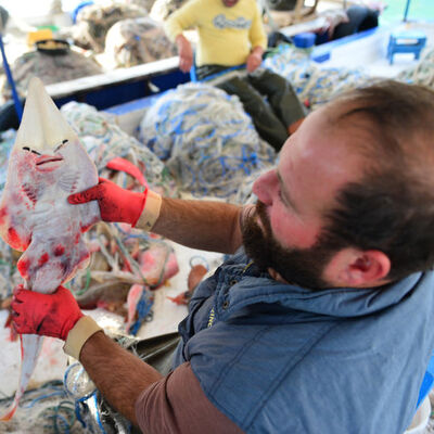 İşte yeni kabus: İnsan yüzlü sapan balığı!