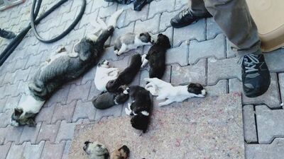 'Ölüm kampı'nda son dakika gelişmesi!