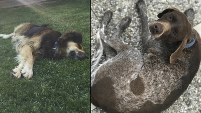 Canilerden tarım ilaçlı katliam!