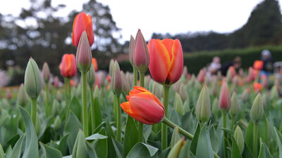 Emirgan Korusu nerede, nasıl gidilir?