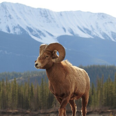 Oğul Trump vurdu, babası izin aldı