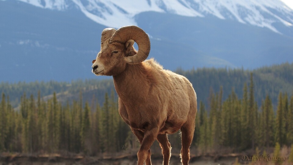 Oğul Trump vurdu, babası izin aldı