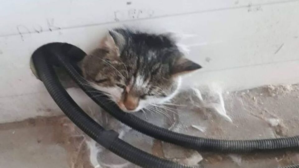 Fare kovalarken deliğe sıkıştı