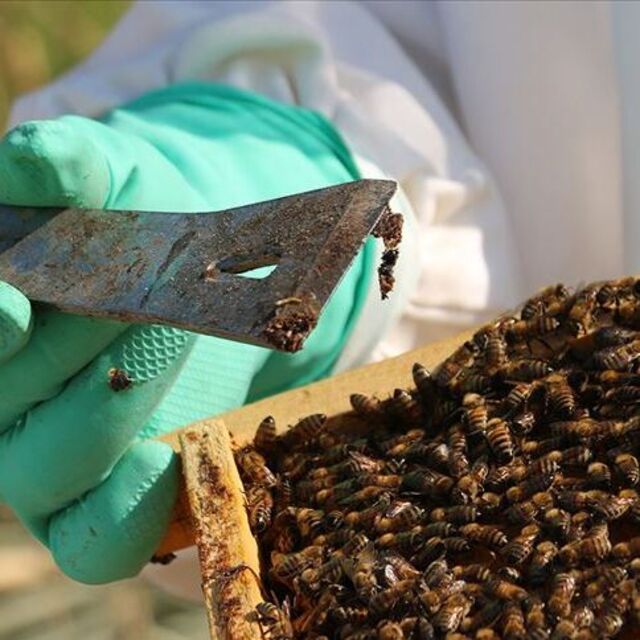 Propolis, antibiyotiğe gereksinimi azaltıyor
