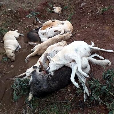 Osmaniye'de köpek katliamı! Neden?