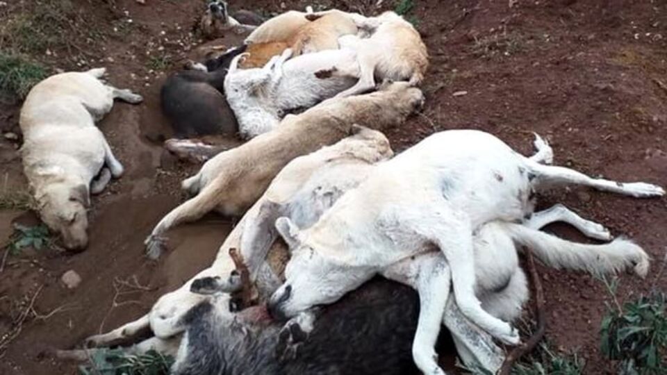 Osmaniye'de köpek katliamı! Neden?