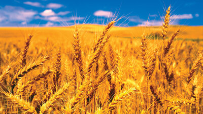 İthalatından vergi alınmayacak