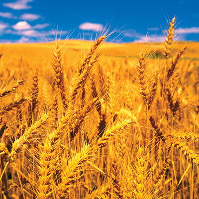 İthalatından vergi alınmayacak