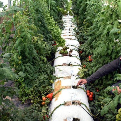 Siparişlere yetişemiyorlar