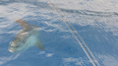 Başta köpek balığı sanıldı!