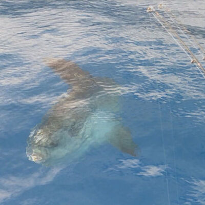 Başta köpek balığı sanıldı!