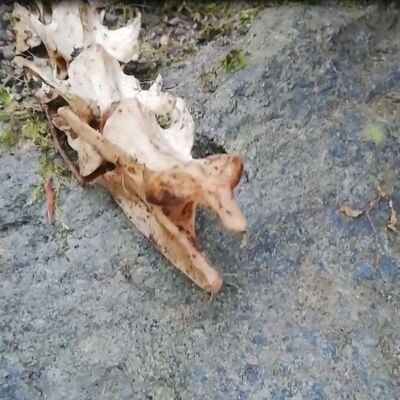 Uzunluğu 1.5 metre!