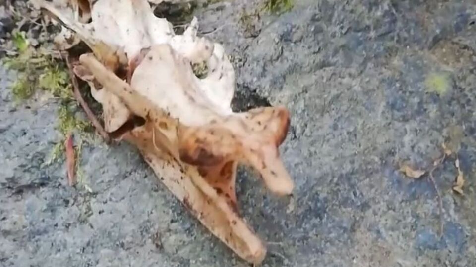 Uzunluğu 1.5 metre!