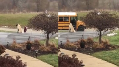 Her sabah aynı yerde bekliyor!