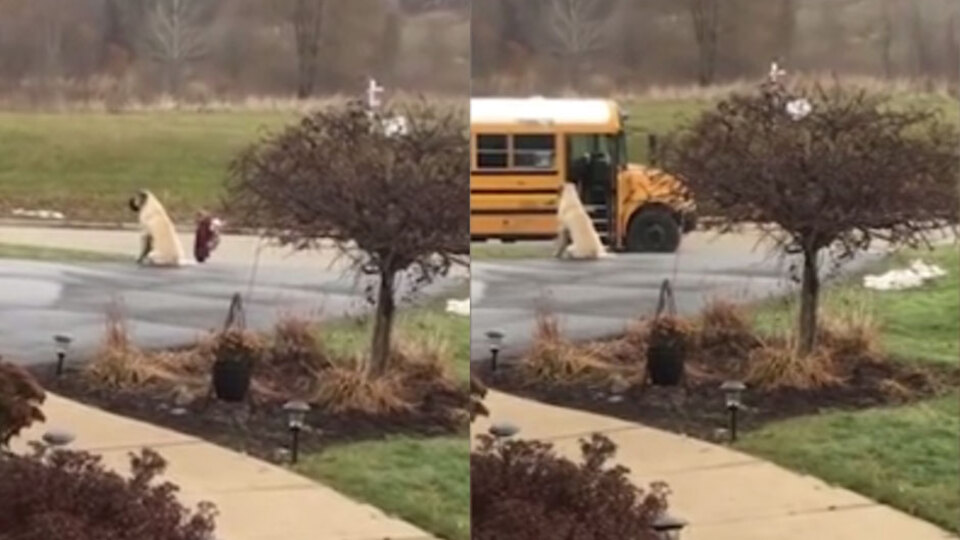 Her sabah aynı yerde bekliyor!