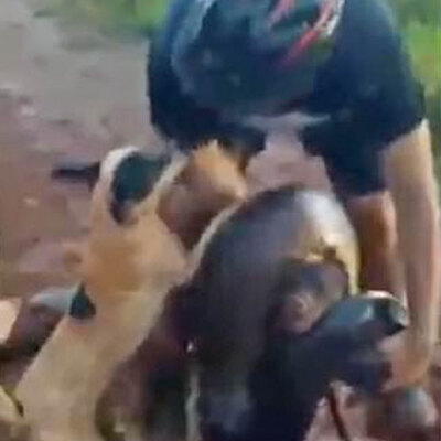 "3 insan gücünde" Anakondadan mucize kurtarış