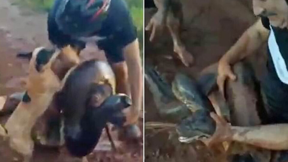 "3 insan gücünde" Anakondadan mucize kurtarış