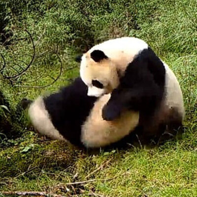 Çok nadir görülüyor! Böyle hayatta kalabildi