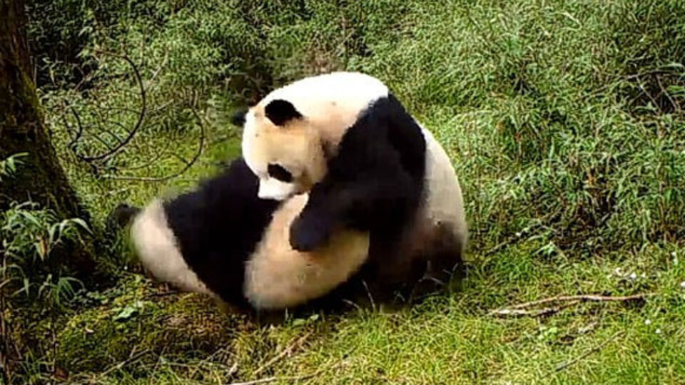 Çok nadir görülüyor! Böyle hayatta kalabildi