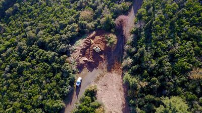 Büyükada'da 81 at itlaf edildi!