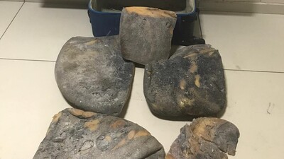 Balina kusmuğu çetesine suçüstü