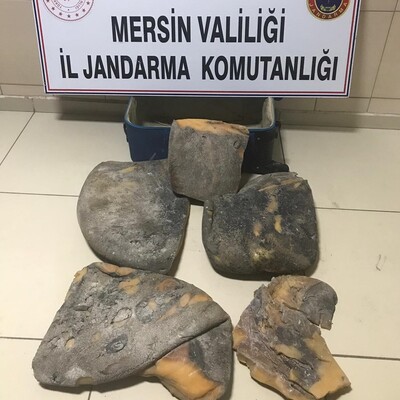 Balina kusmuğu çetesine suçüstü