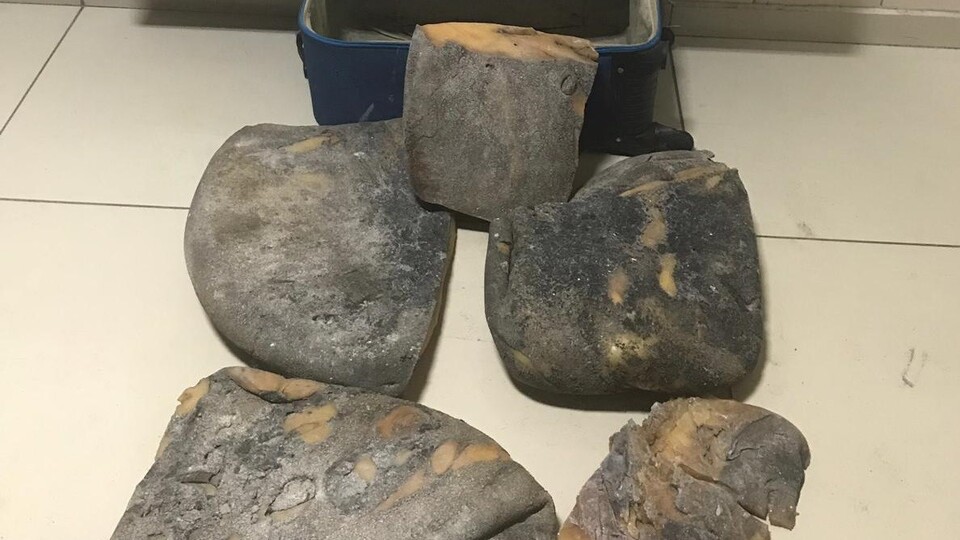 Balina kusmuğu çetesine suçüstü